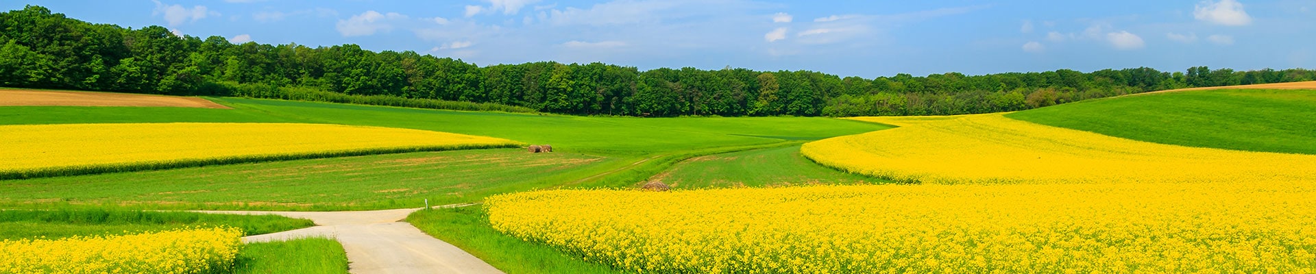Header Image