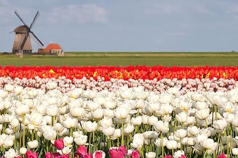 Header Image