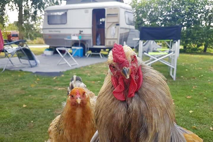 Camping De Boerenzwaluw