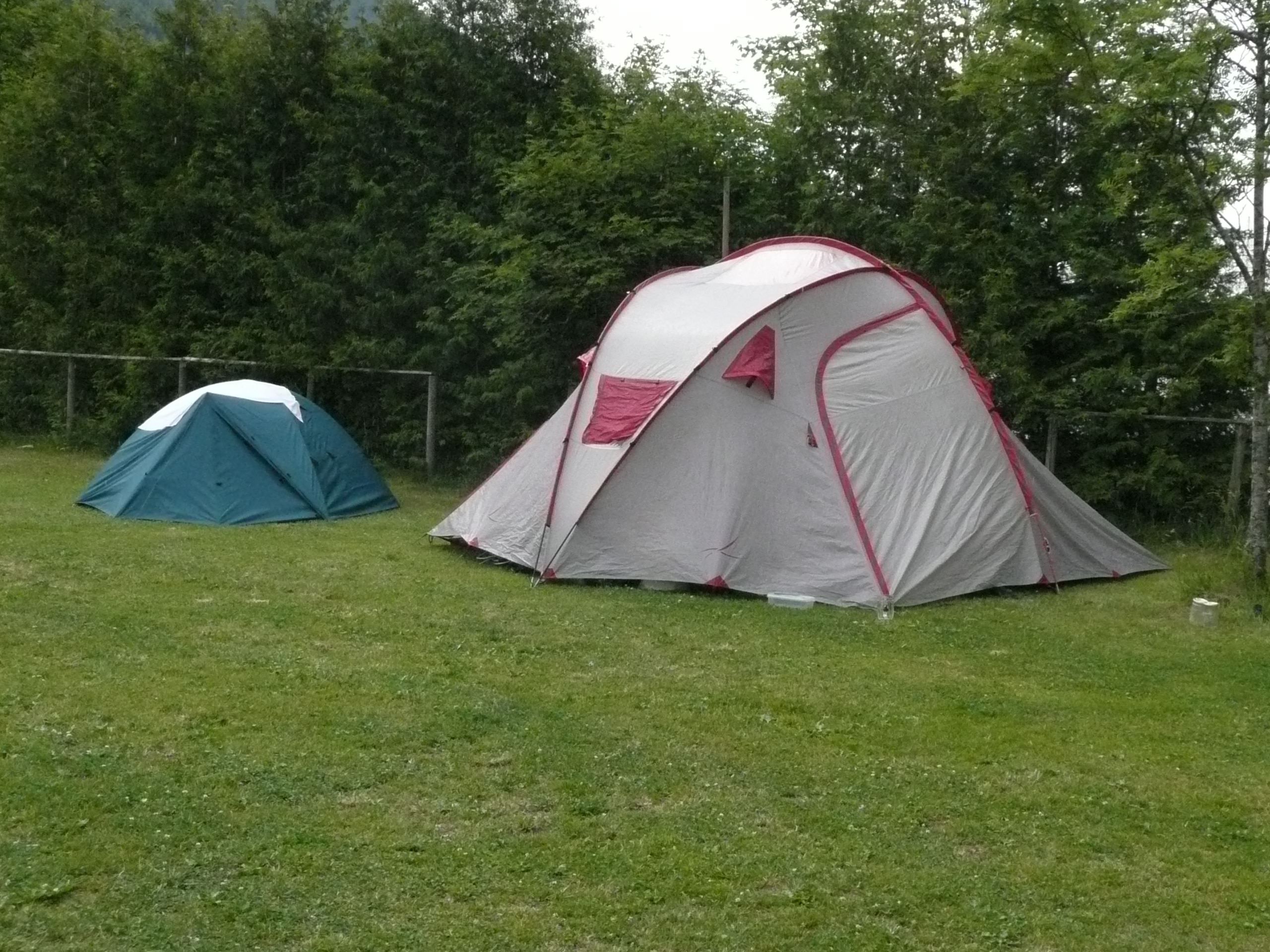 Campanula Camping