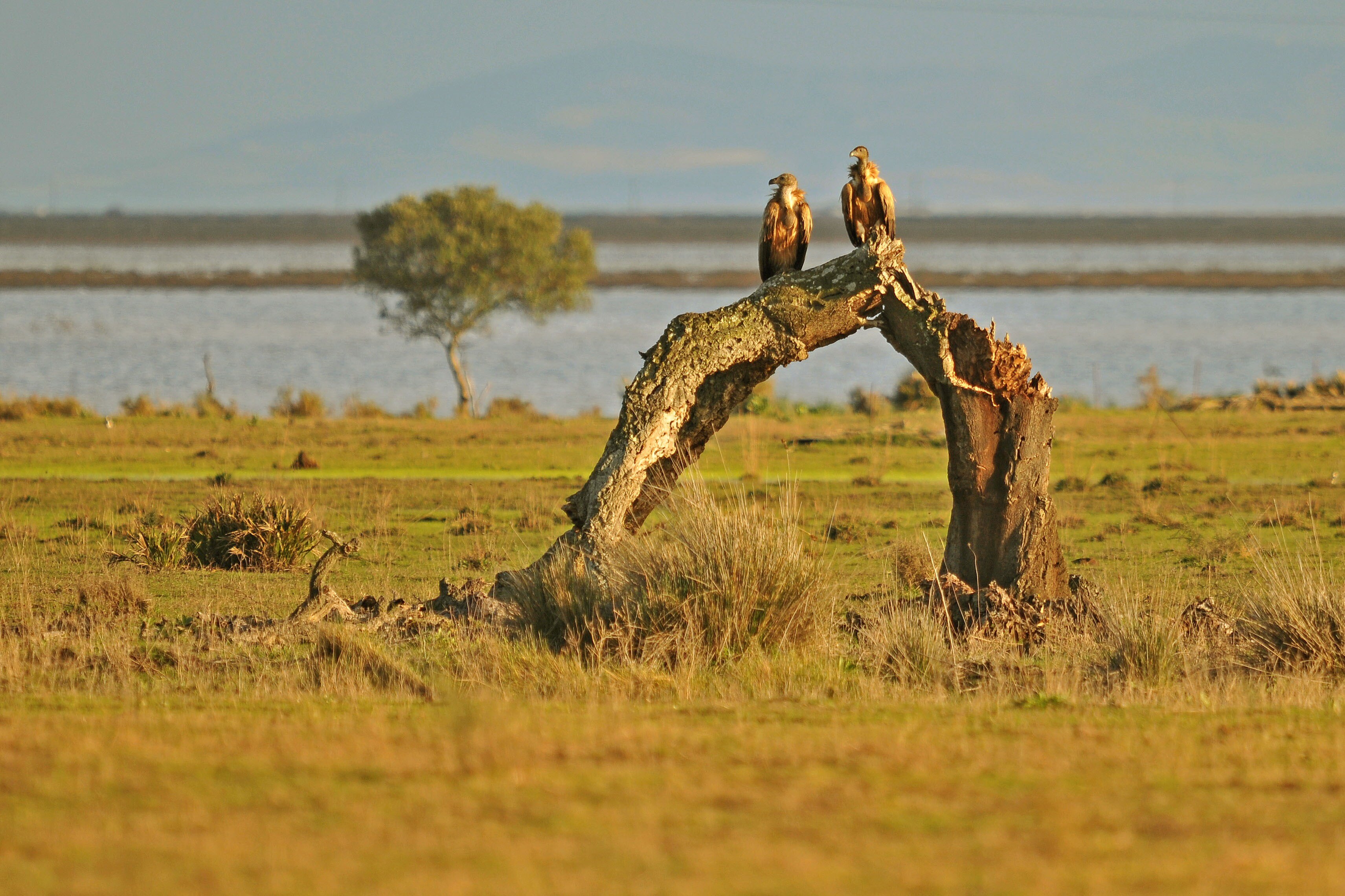 Camping Huttopia Parque de Doñana