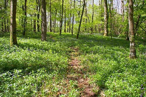 Whitehill Country Park