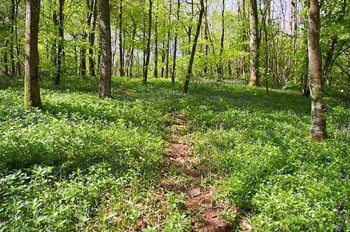 Whitehill Country Park