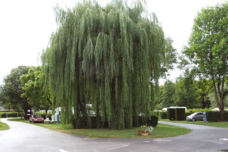 Camping Pâquier Fané