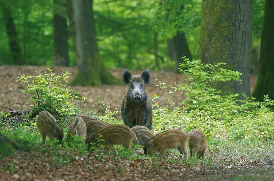 Camping De Wildhoeve