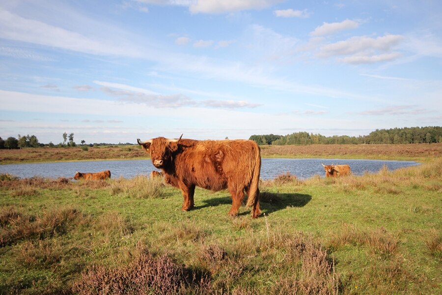 Siblu Camping De Lente van Drenthe