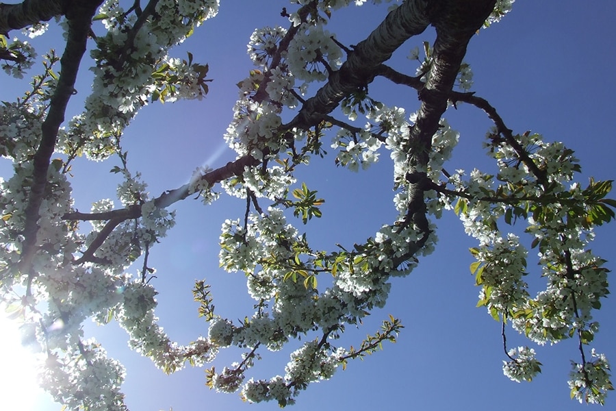 Camping Le Coq Hardi