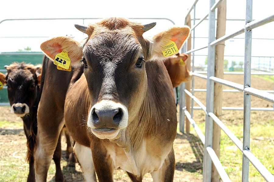 Camping Lago Le Tamerici