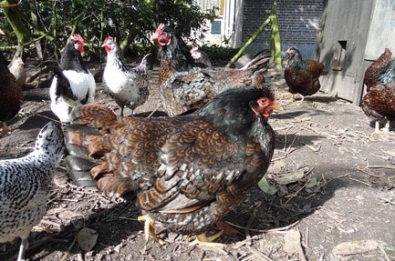 Museumboerderij Mariahoeve