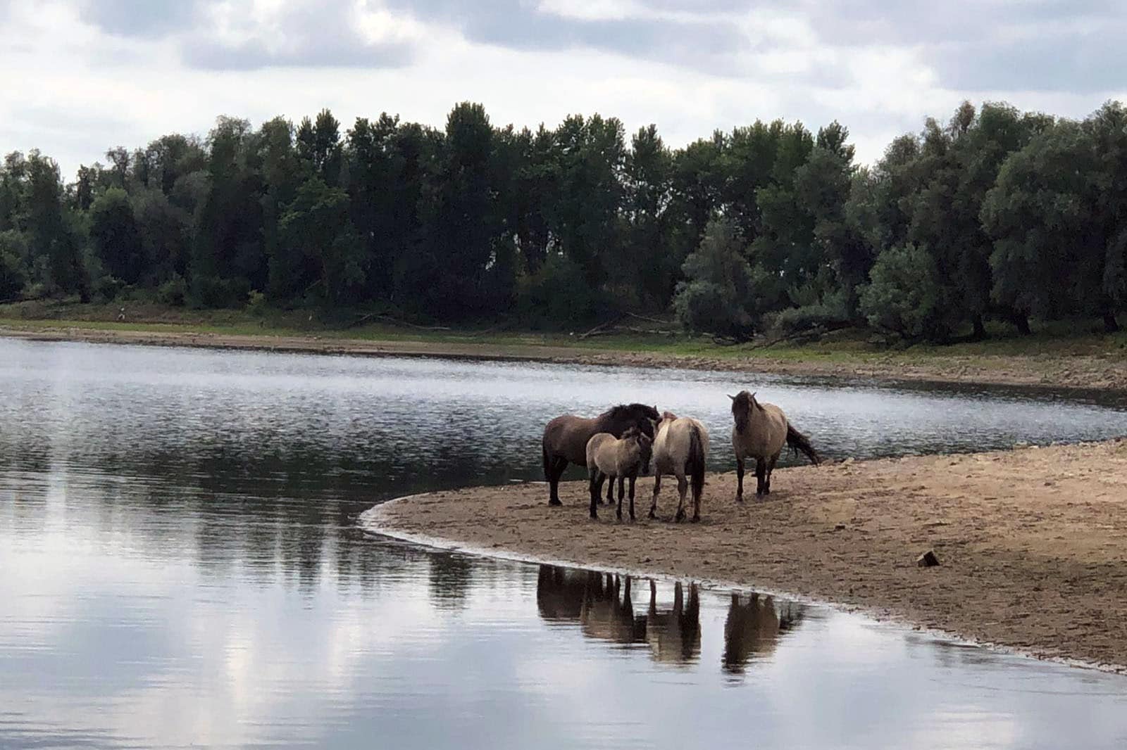 Camping De Hazelaarshof