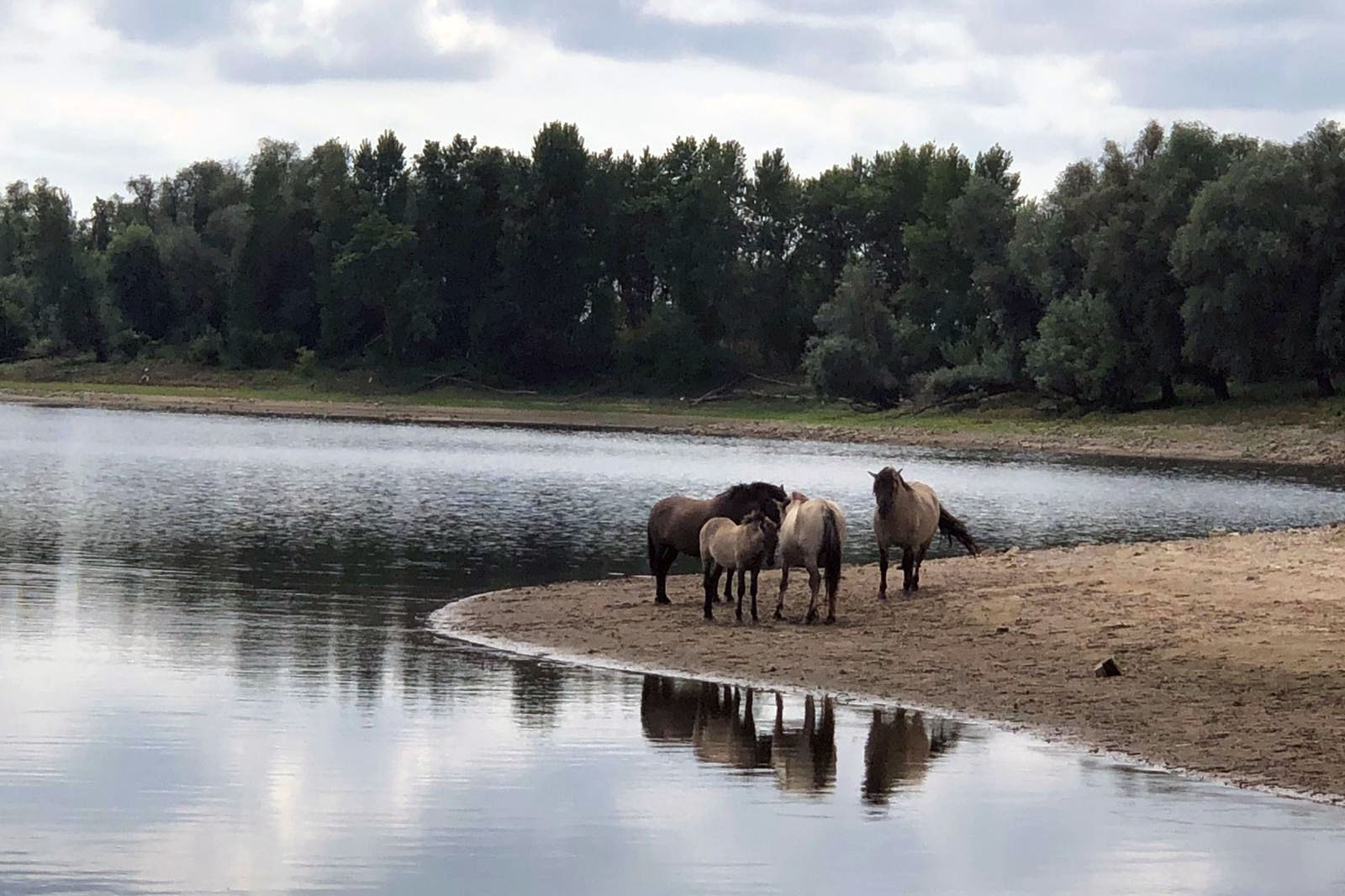 Camping De Hazelaarshof