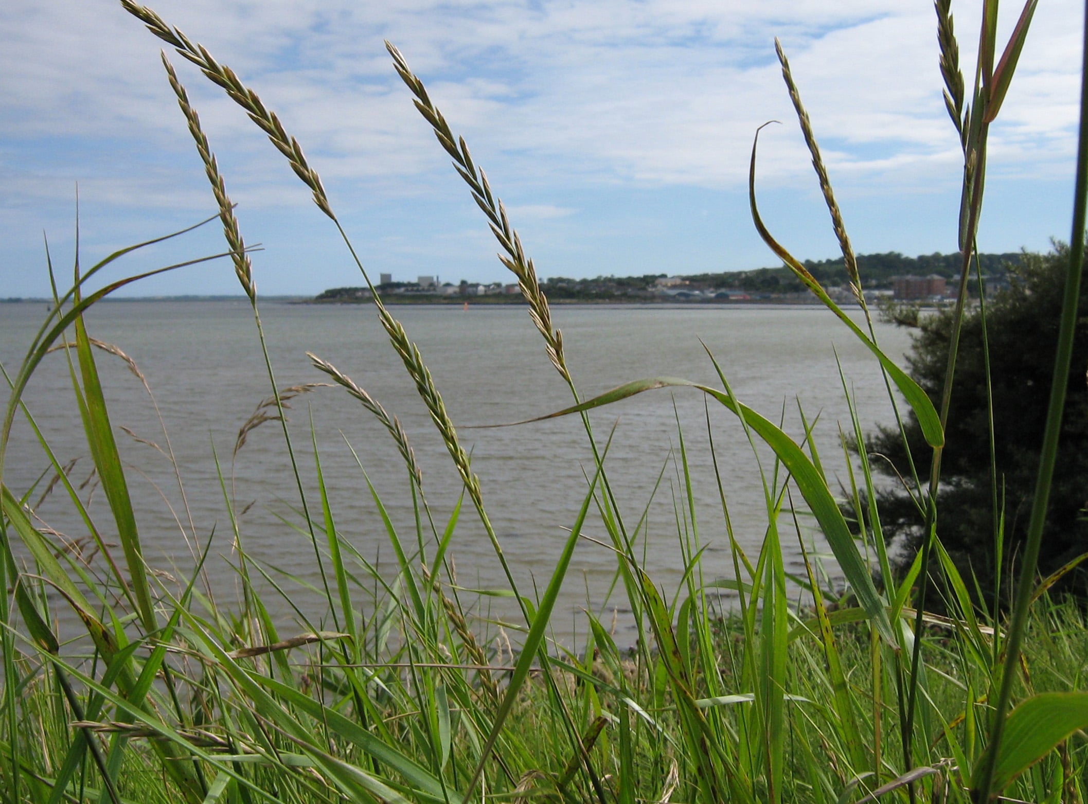 Ferrybank Caravan & Camping Park