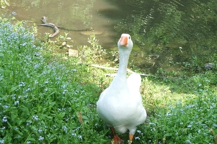 Camping De Wielewaal