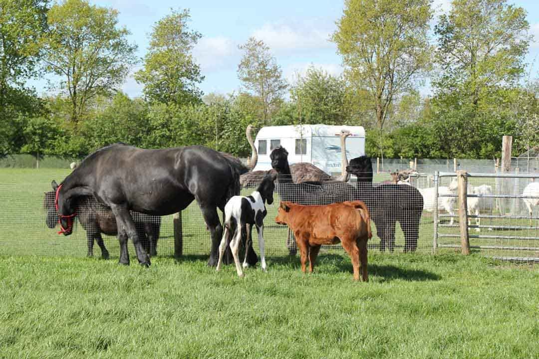 Camping Waterbuffelfarm