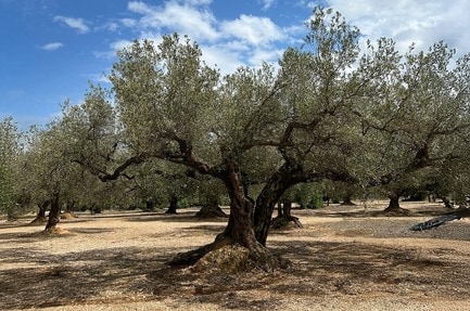 Camping Finca Ermita