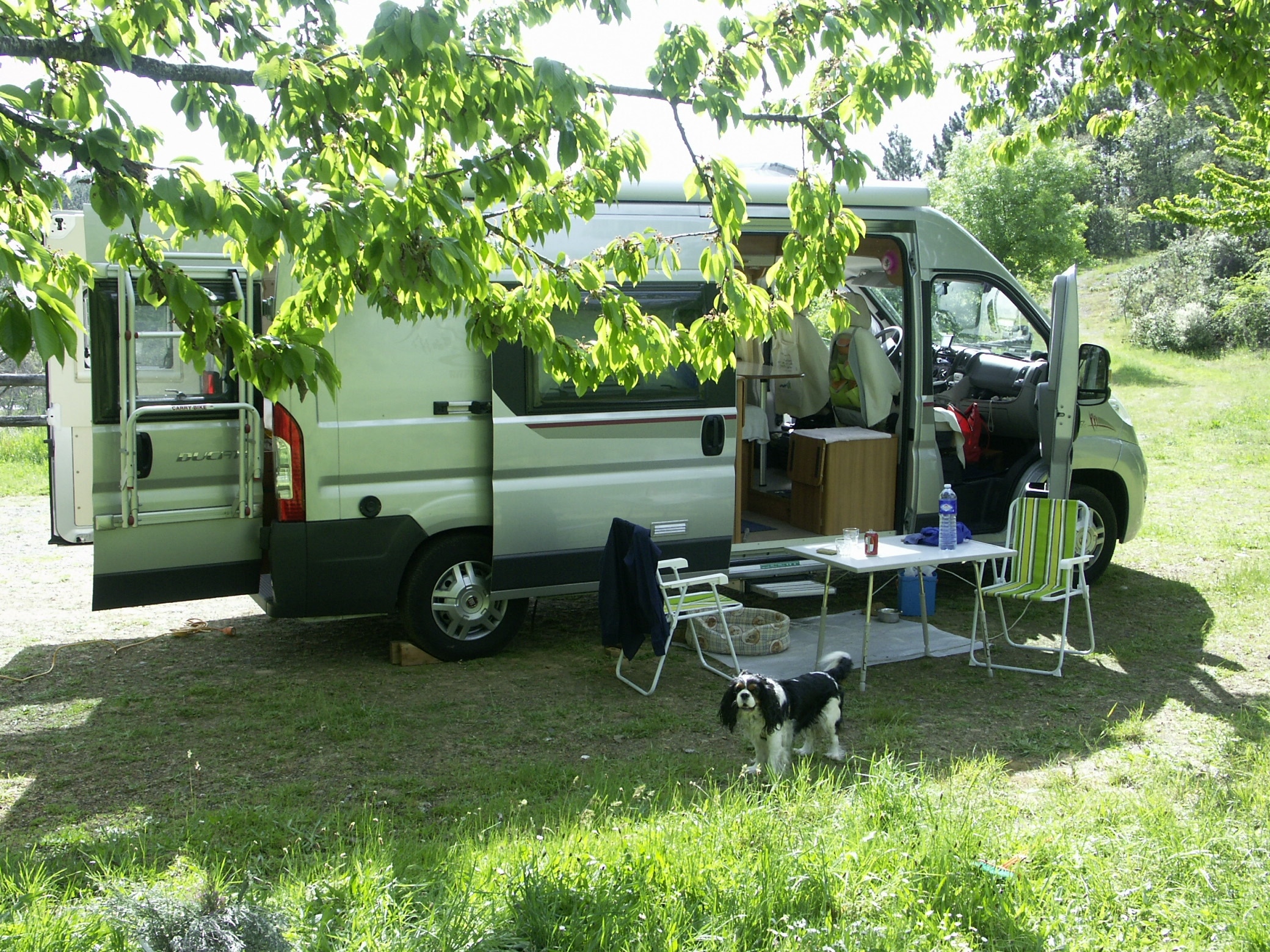 Cepo Verde