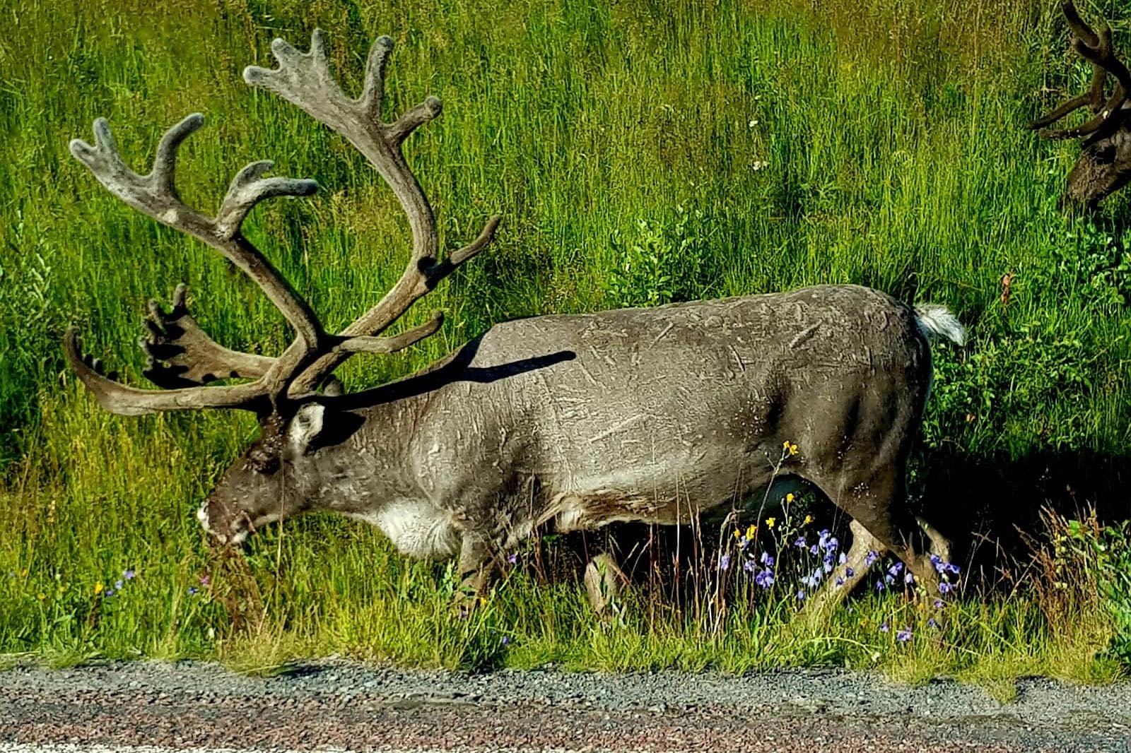 Camping Nederhögen Vildmarkscenter