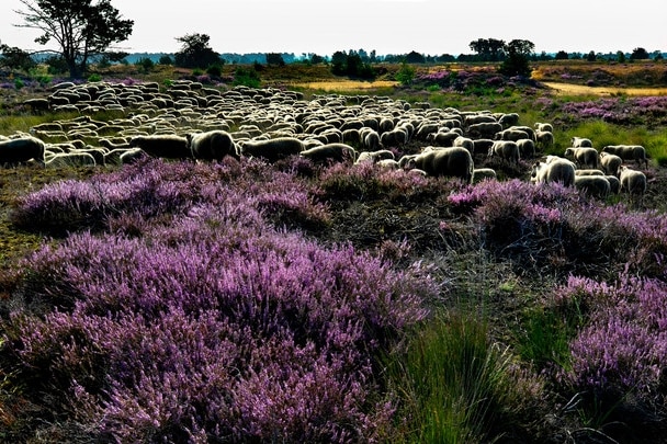 Camping De Somerense Vennen