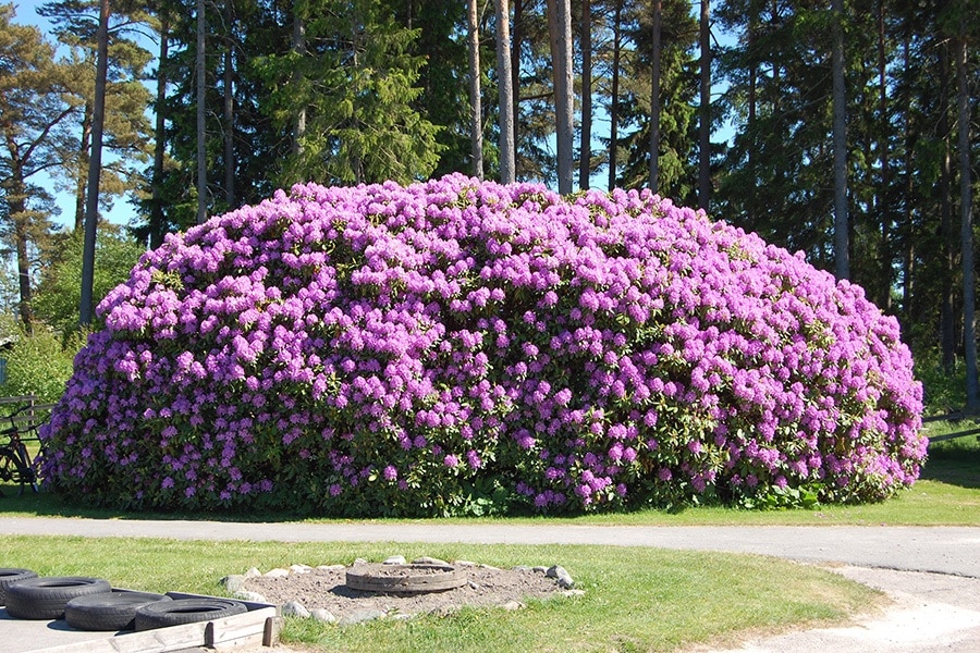 Mellerud Swe-Camp Vita Sandar