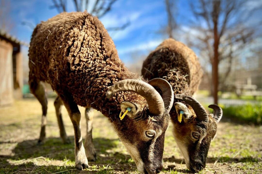 Pausado Ludo Camping