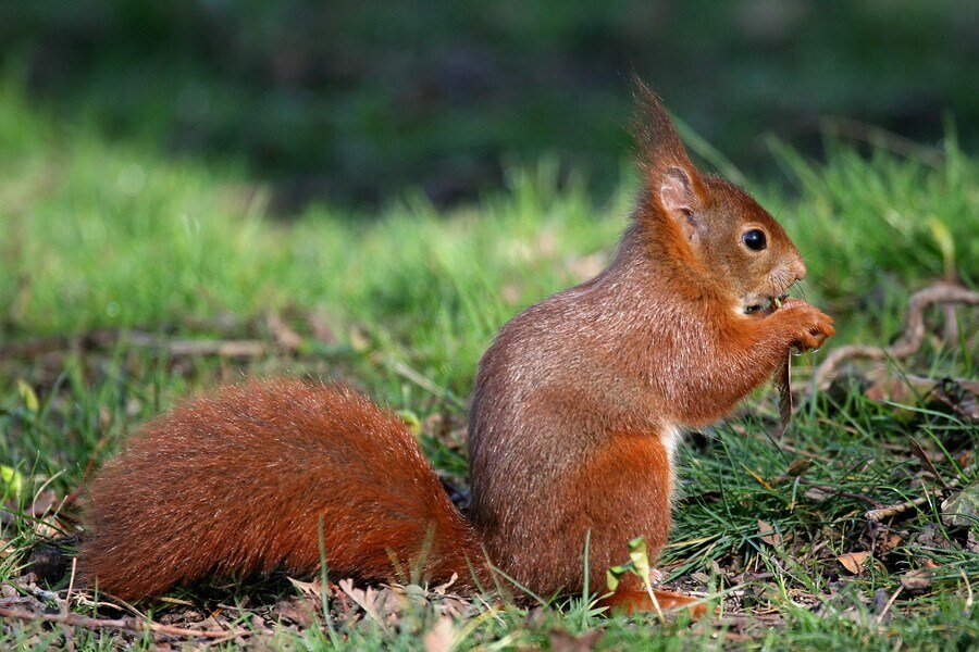 Camping Le Nid du Parc