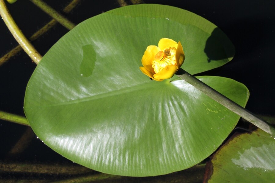 Camping Le Nid du Parc