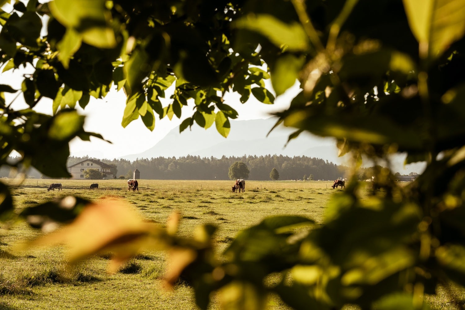 Paradiescamping Wolfgangsee Birkenstrand