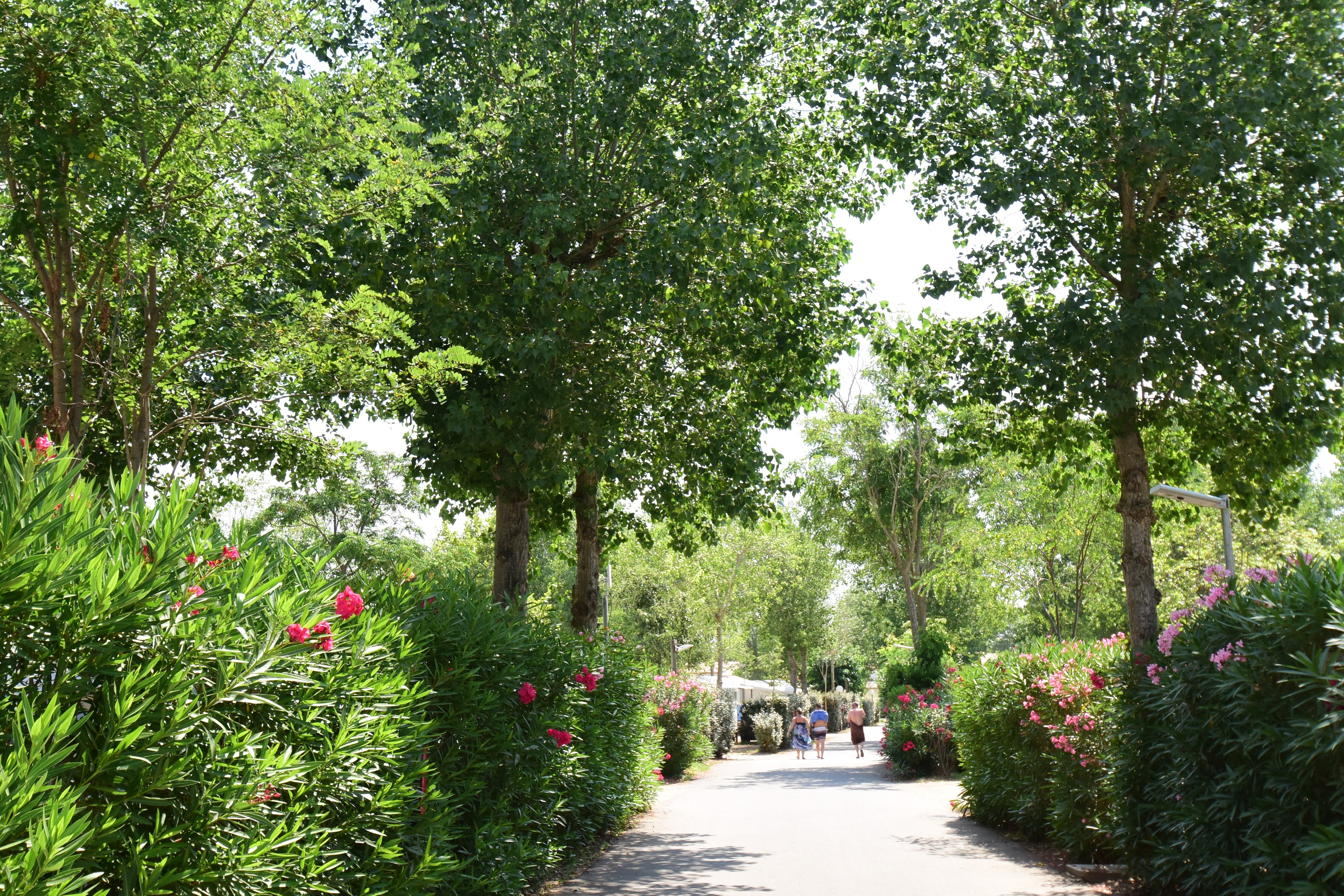 Flower Camping Le Rochelongue