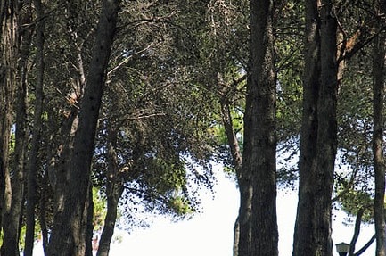 Camping-Village Pineta di Sibari