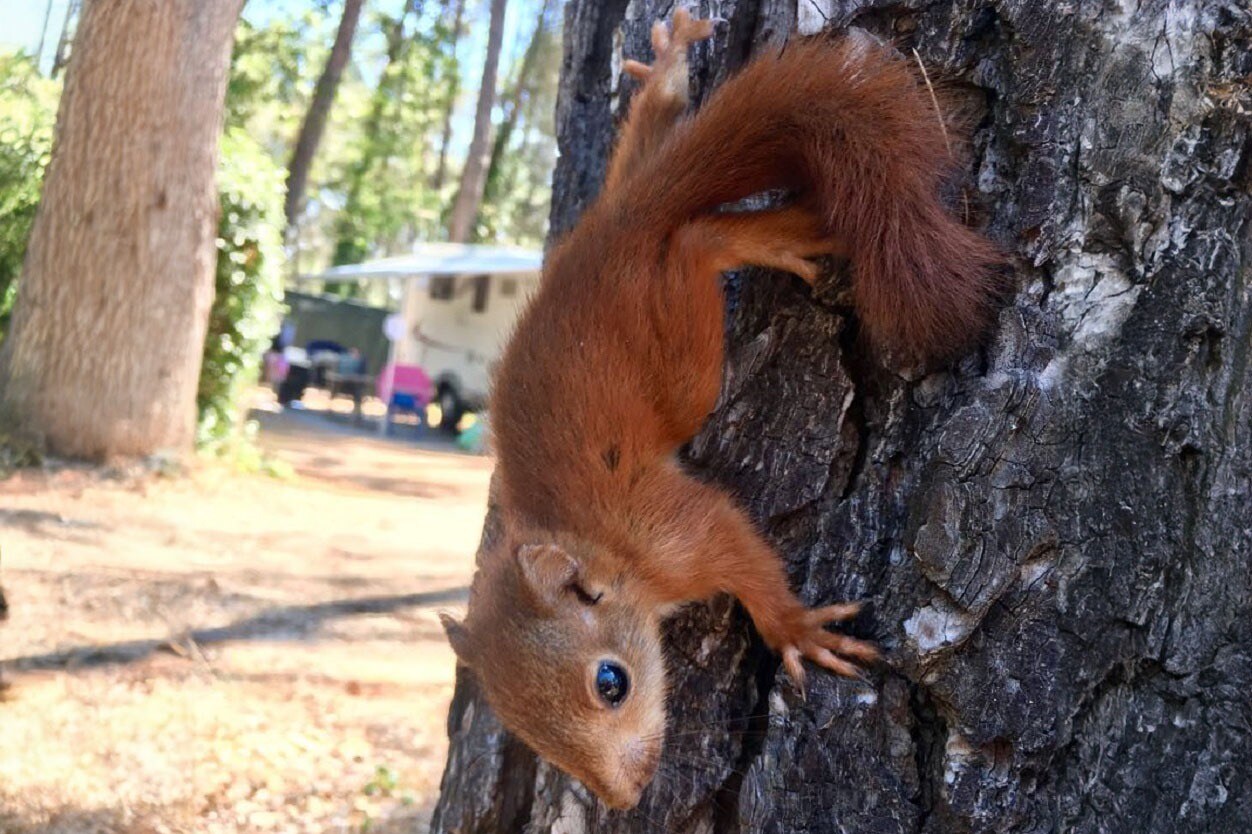 Camping Le Devançon