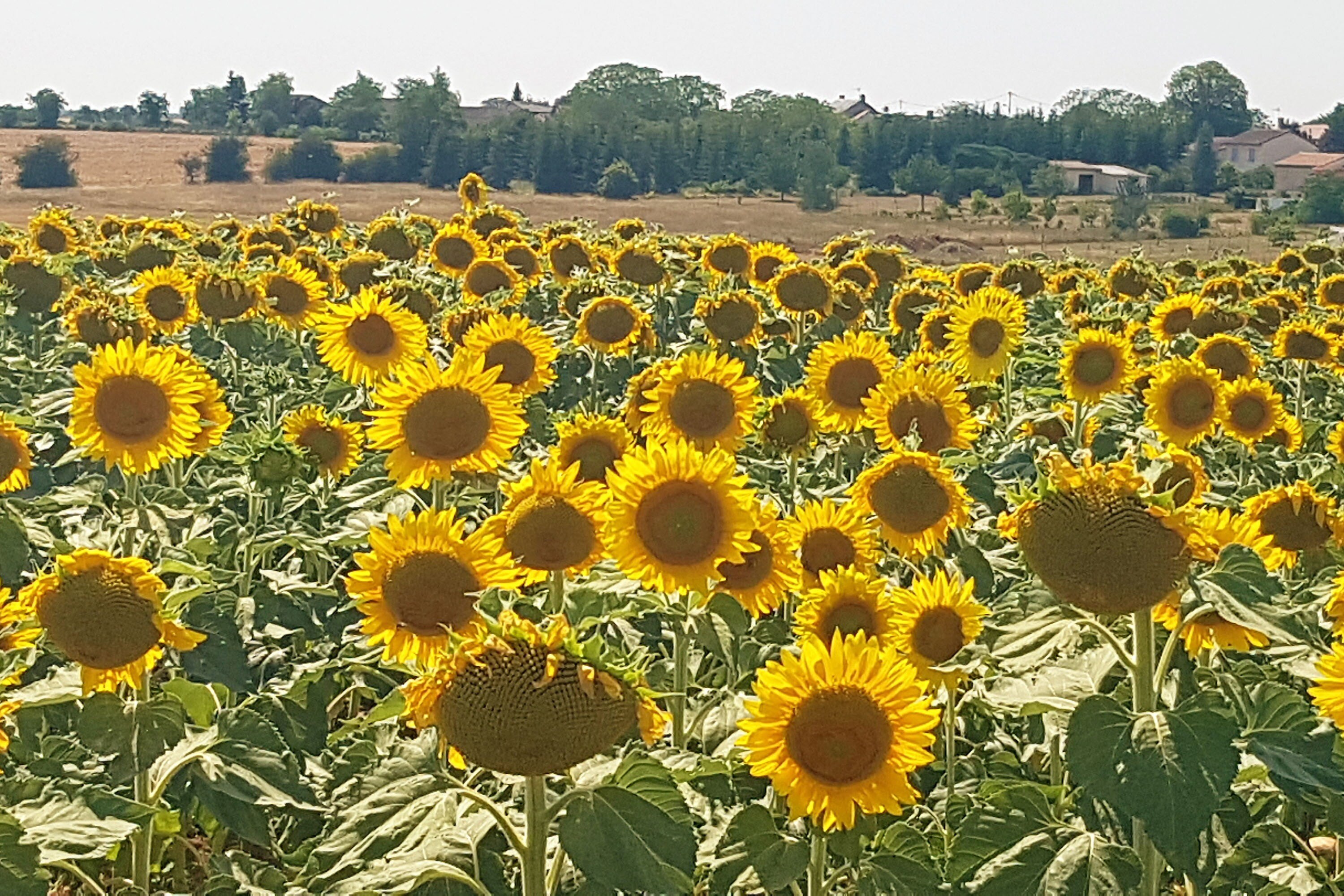 Camping Du Bois de St. Hilaire