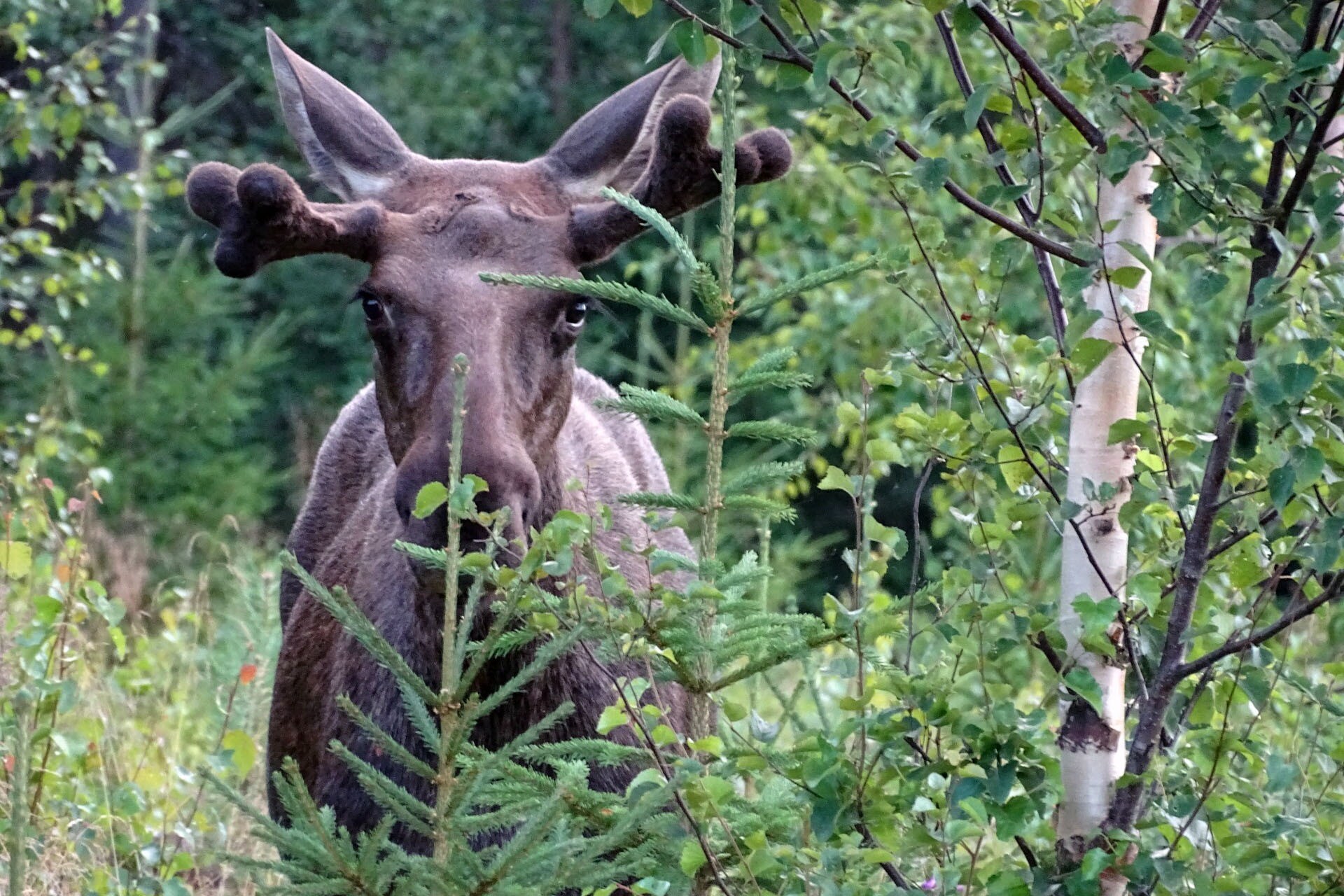 Hammarstrands Camping