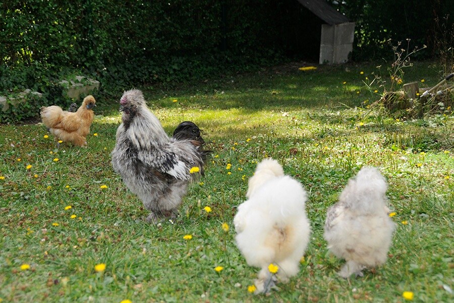 Flower Camping Du Port Caroline