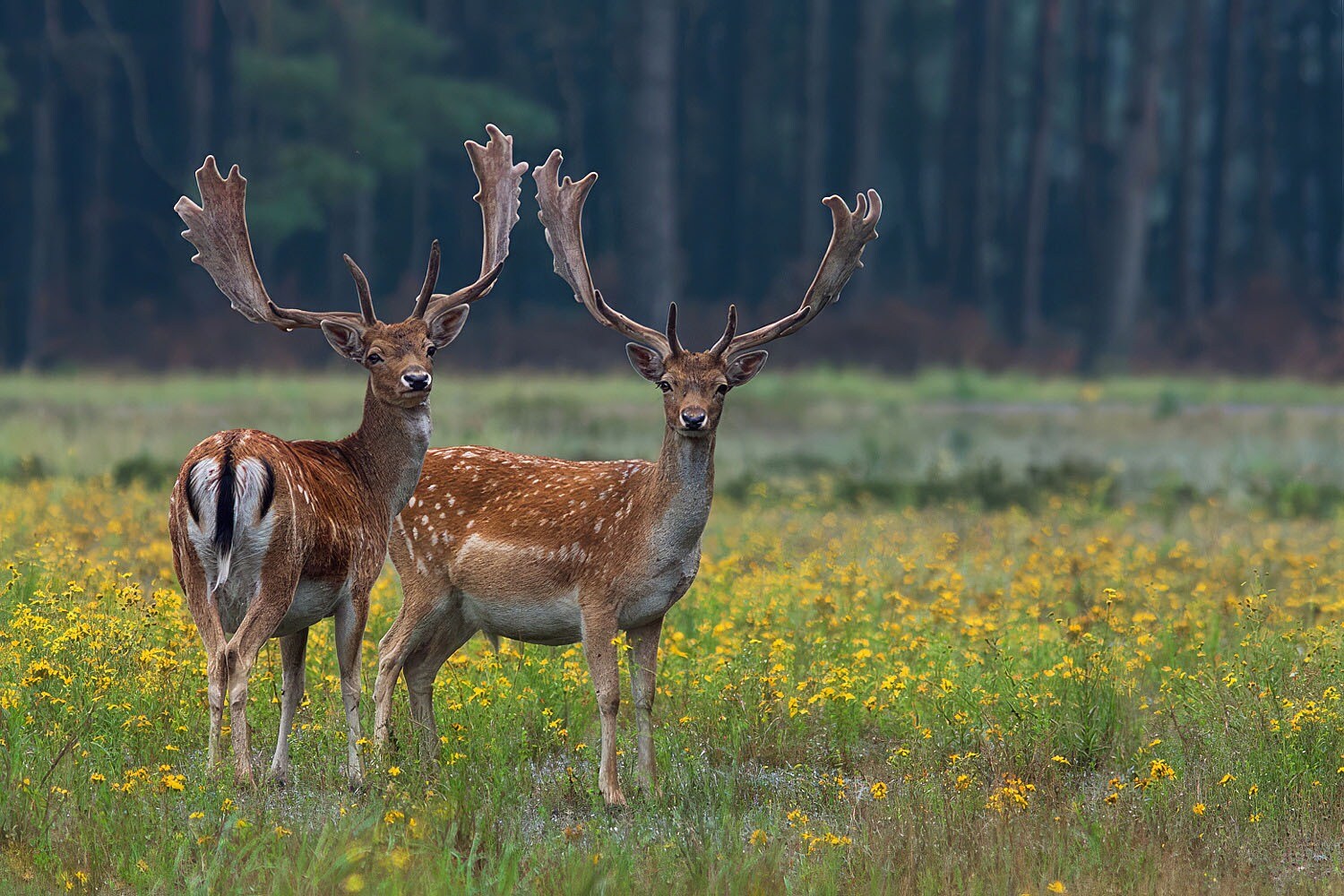 Camping Natuurplezier