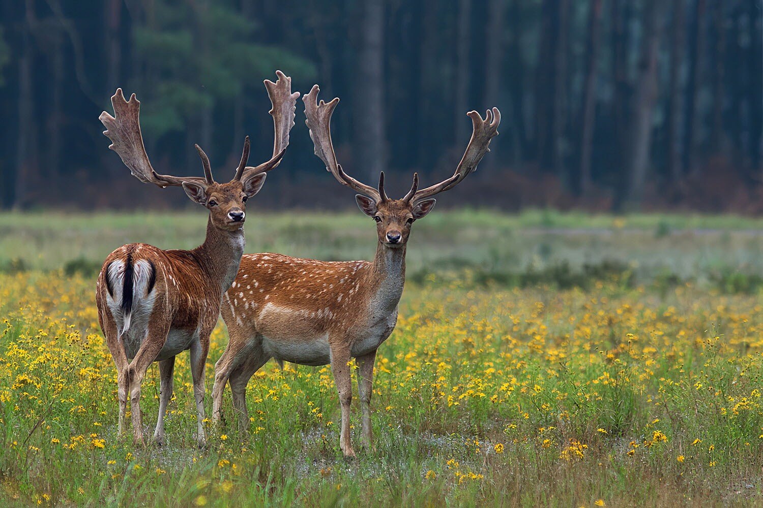 Camping Natuurplezier