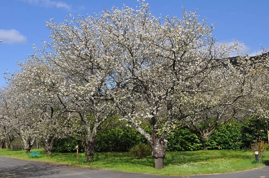 Camping Les Cerisiers du Jaur