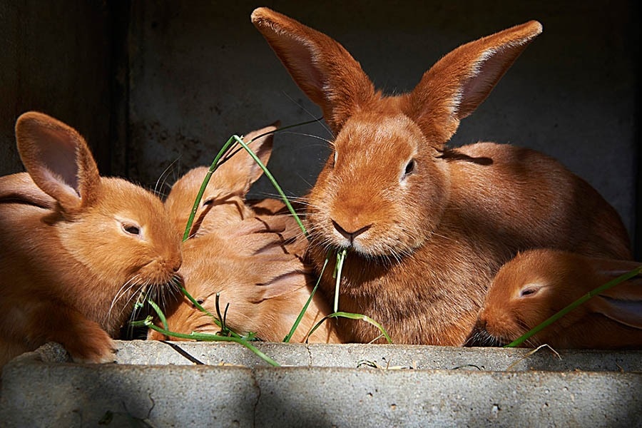 Camping De la Ferme de Croas-Men