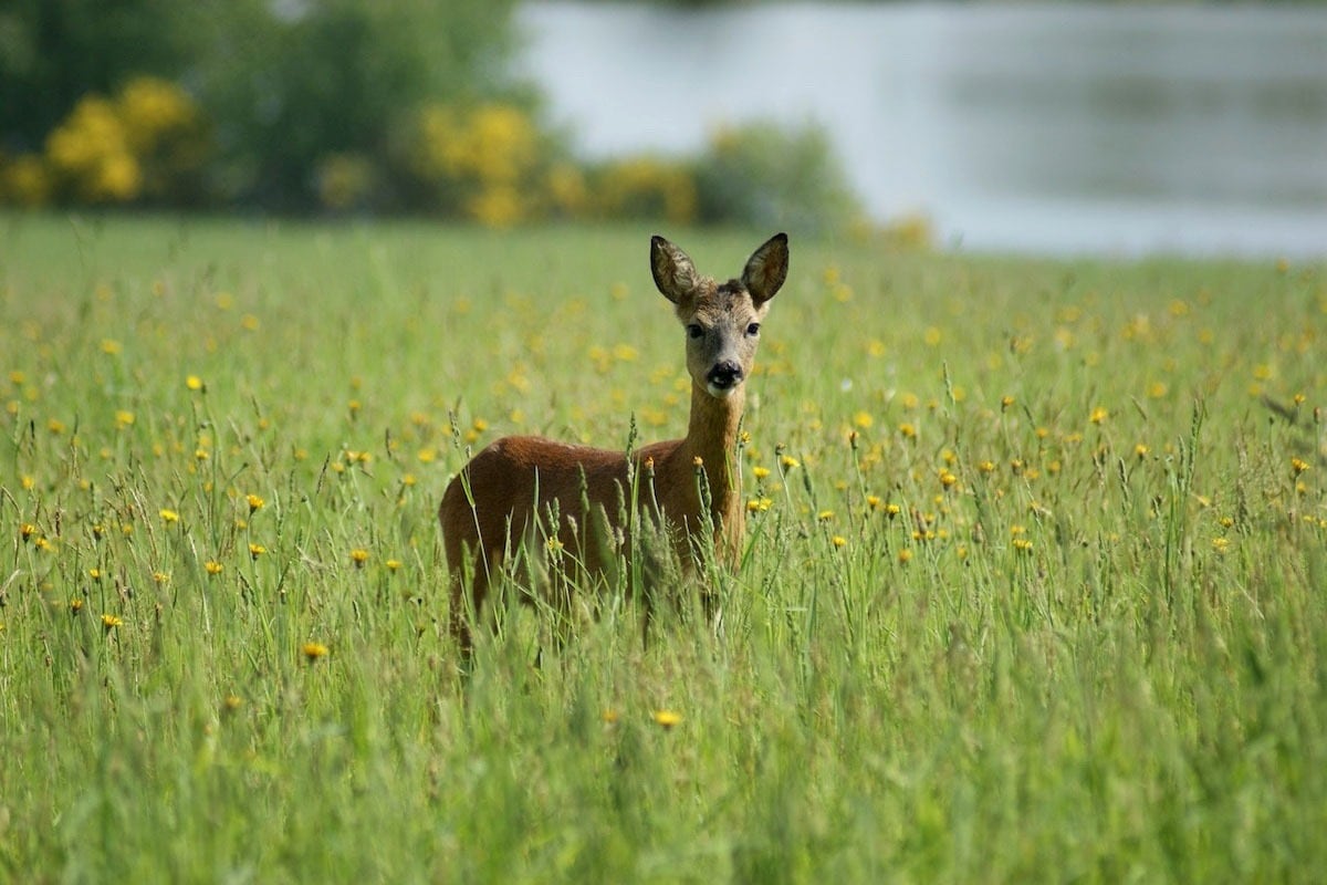 Camping des Alouettes