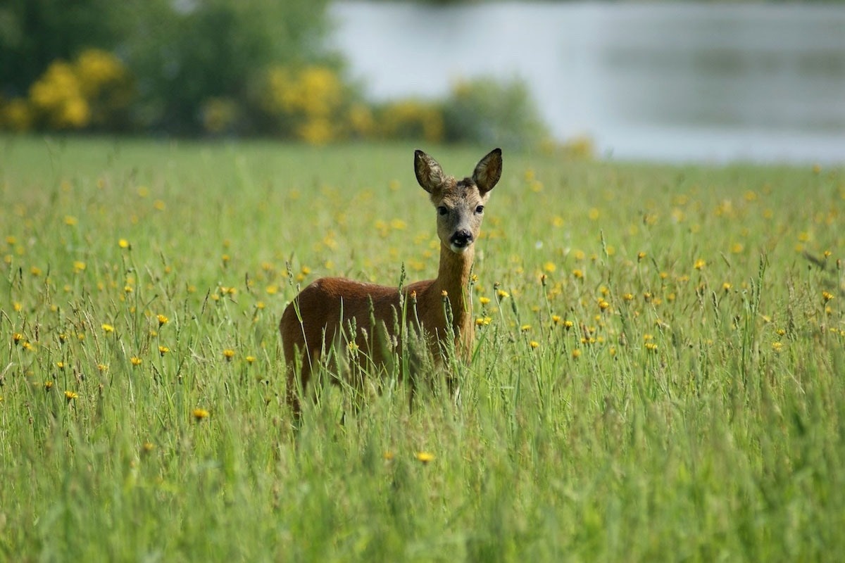 Camping des Alouettes