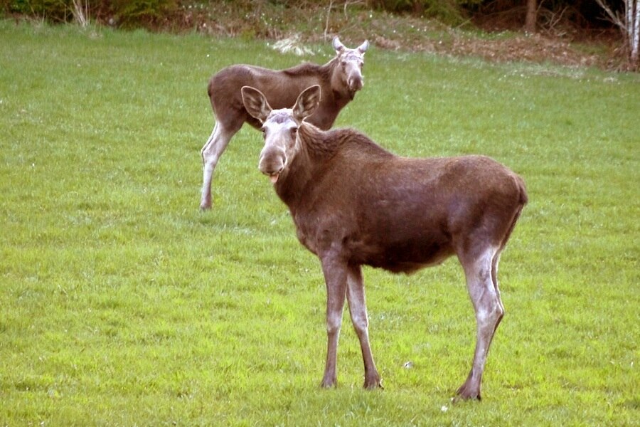 Yxningens Camping & Café