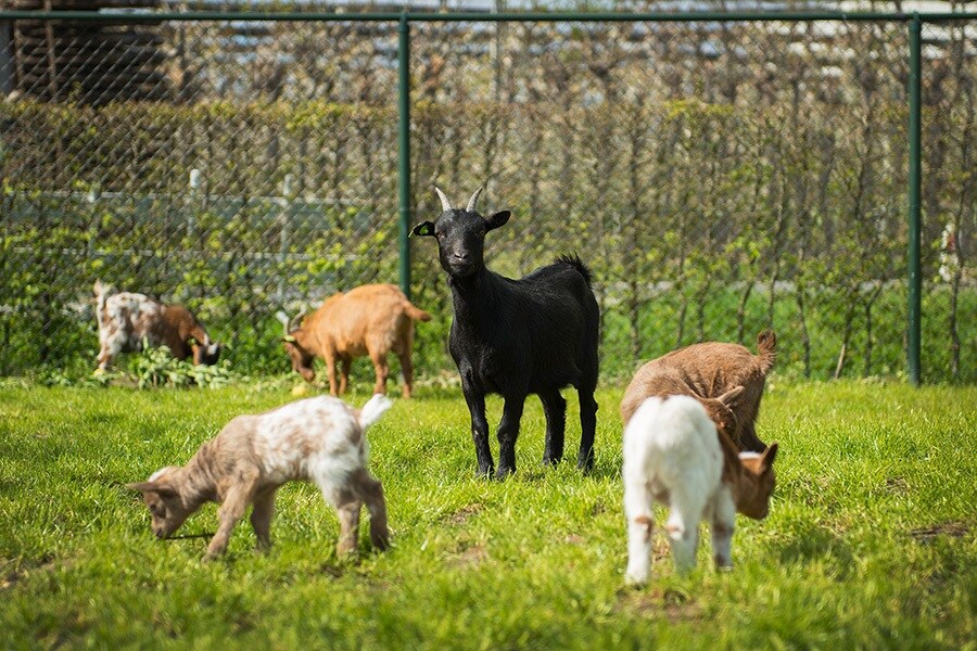 Camping Boerderij de Boterbloem