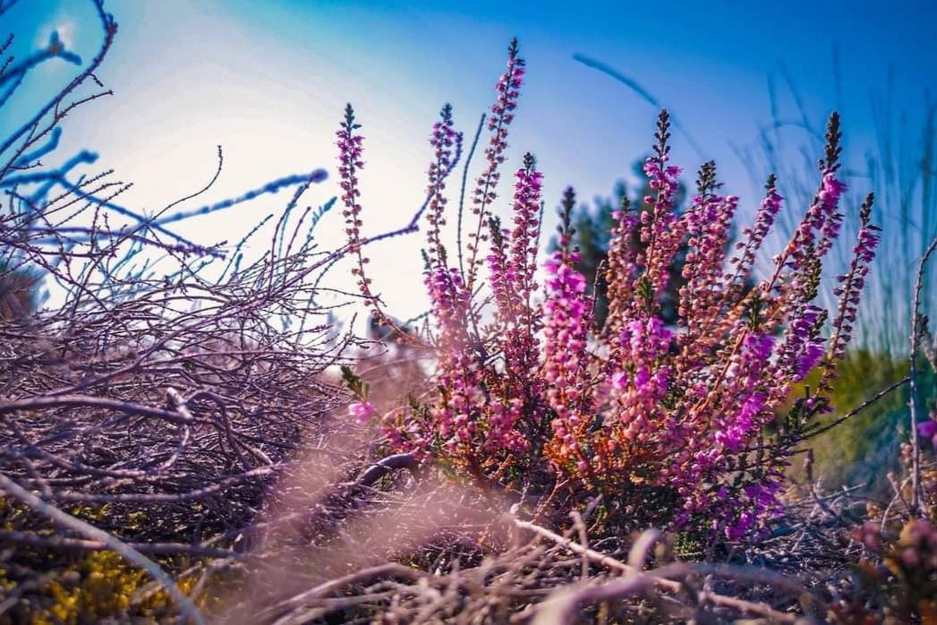 Minicamping Heksenheuvel