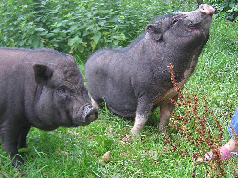 Kampeerboerderij Mol