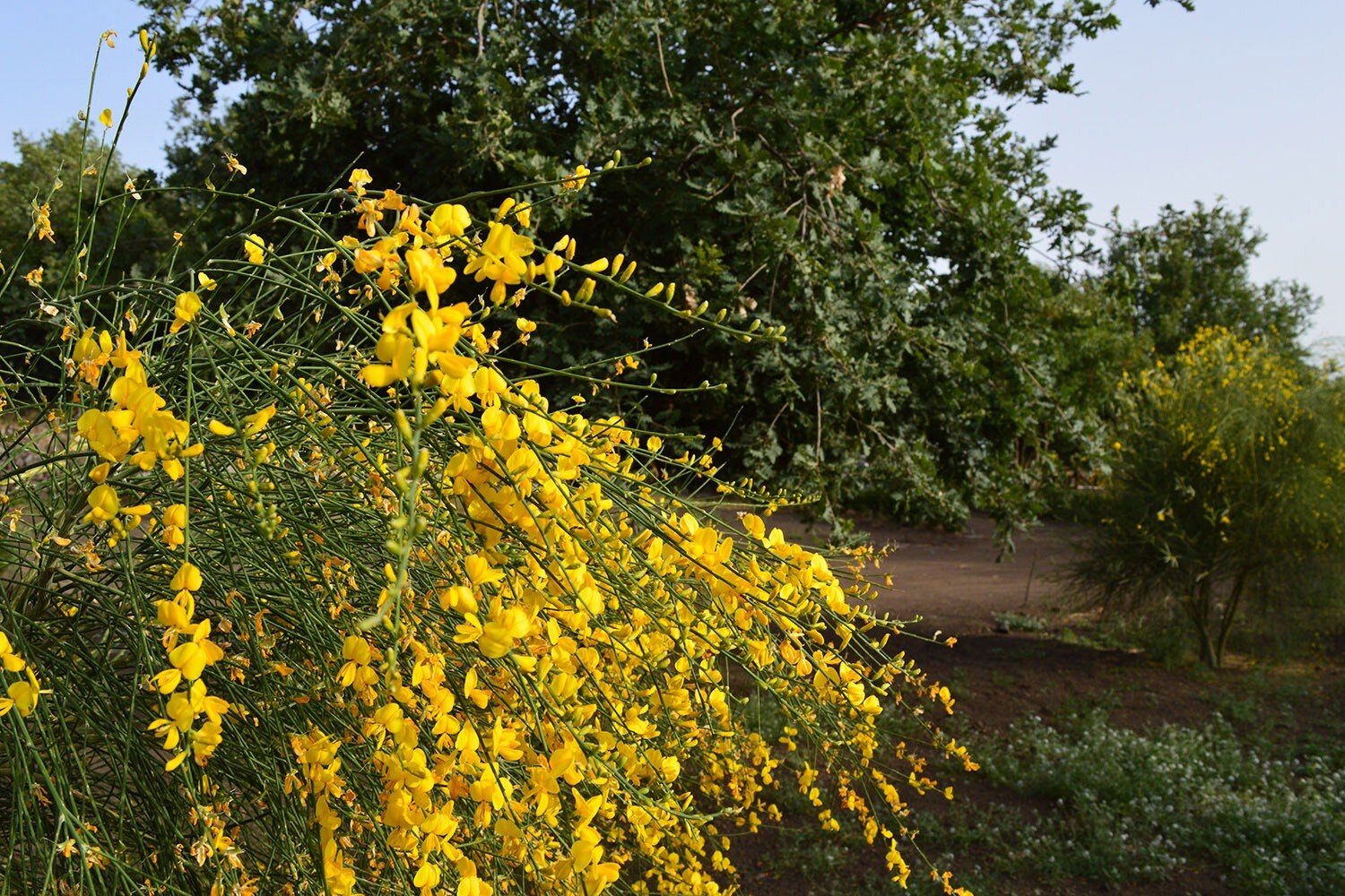 Mons Gibel Camping Park