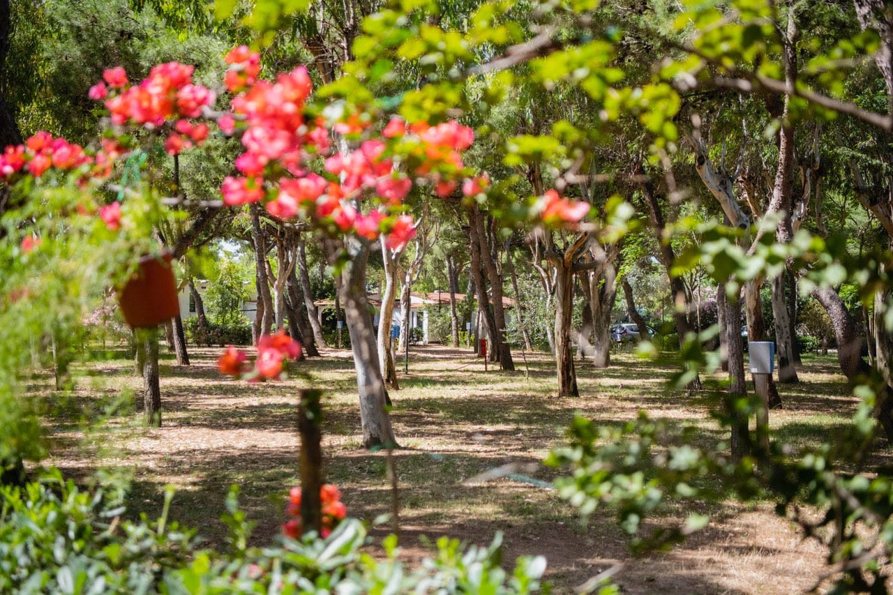 Camping Village Baia Falcone