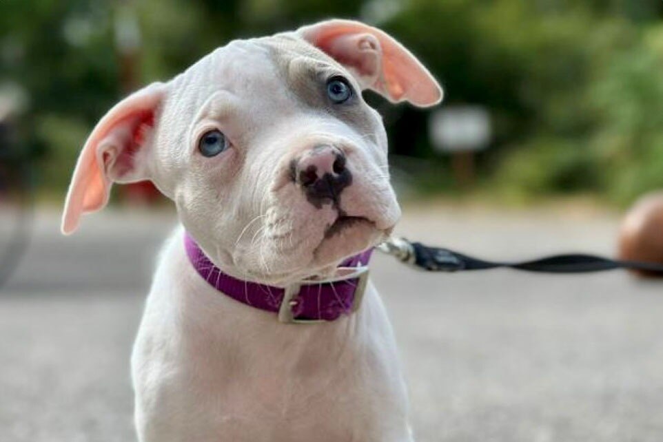 Camping Dimore Montane