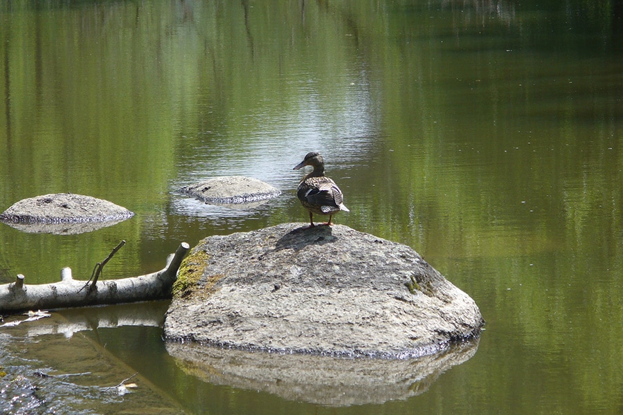 Camping Le Rouge Gorge