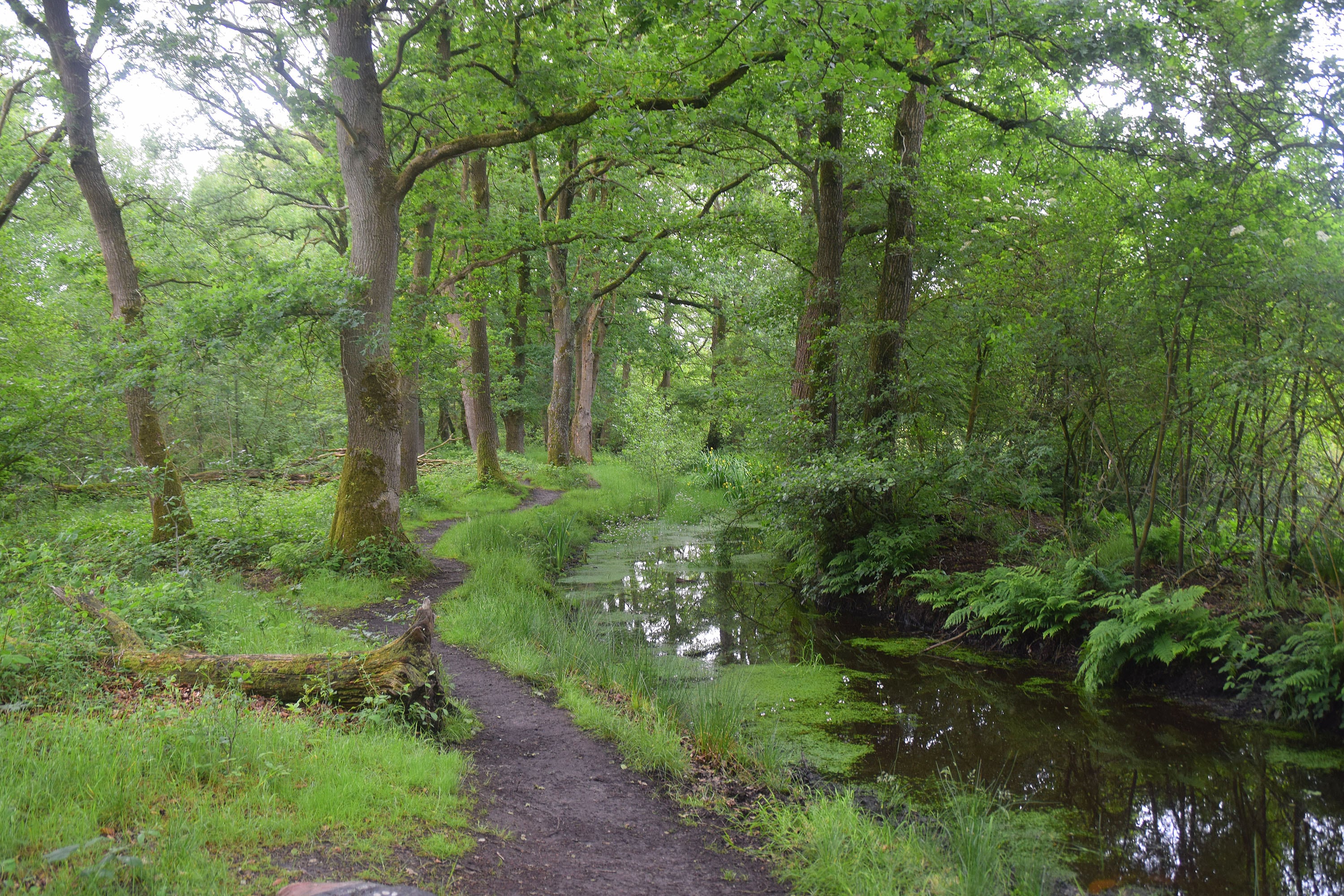 Camping Roeloomskamp