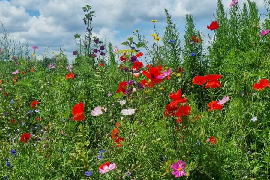Natuurcamping Eversebergen