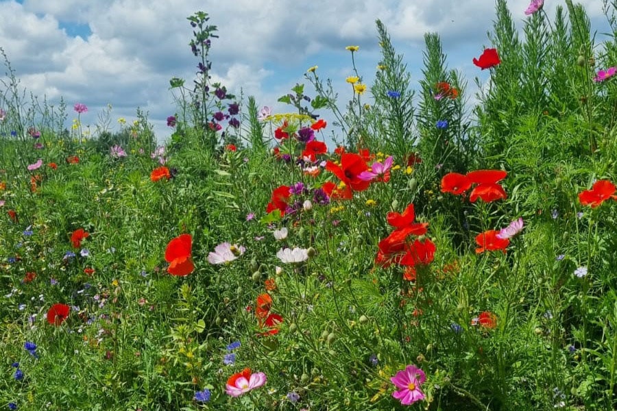 Natuurcamping Eversebergen